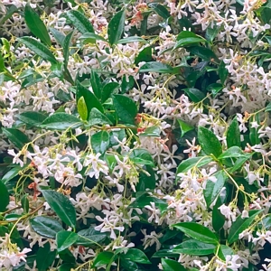 Asiatic Jasmine